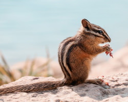 かわしいシマリス